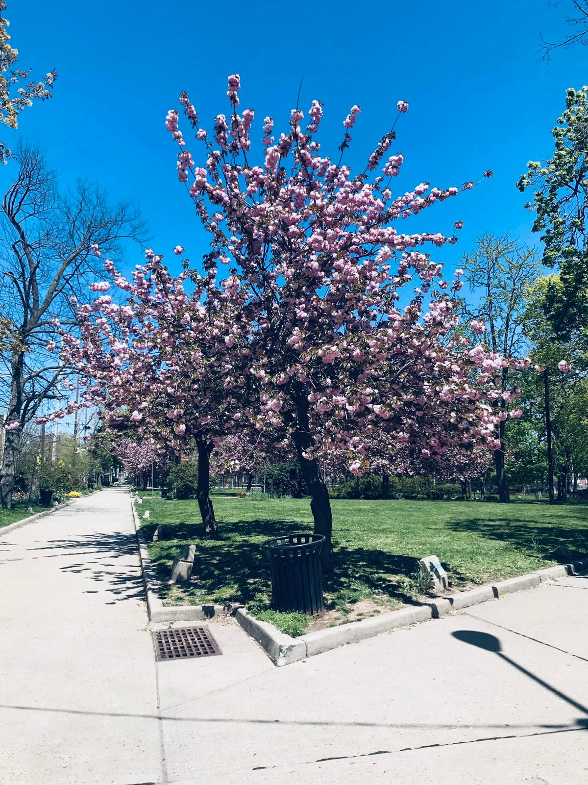 Beautiful flower beds in bloom